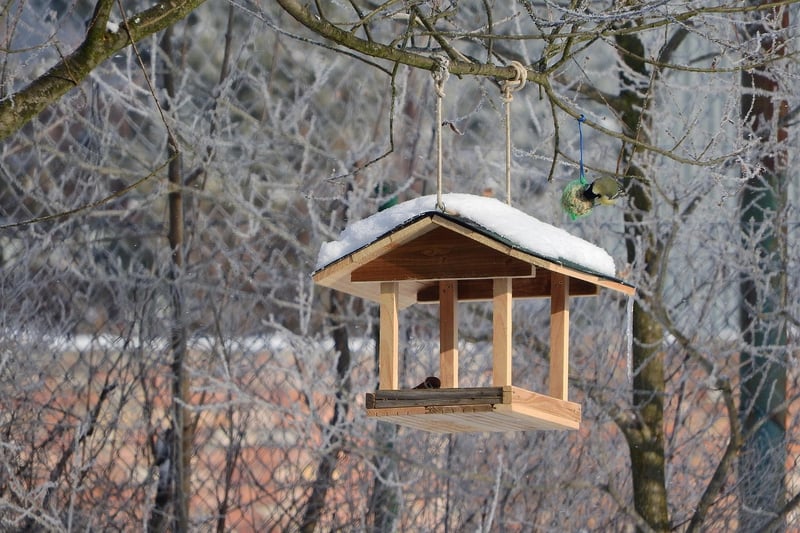 Craft a bird feeder